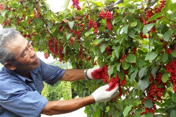 By consuming Chinese schisandra berries, man will strengthen his potency