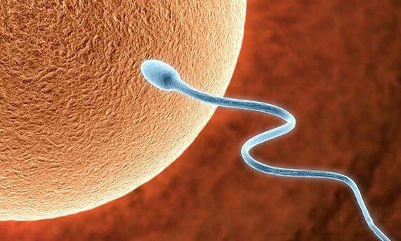 Biological functions of pre -ejaculation