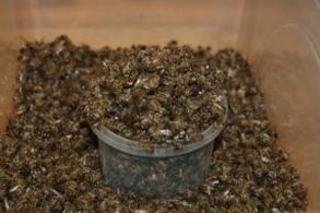 rugged bee to increase power